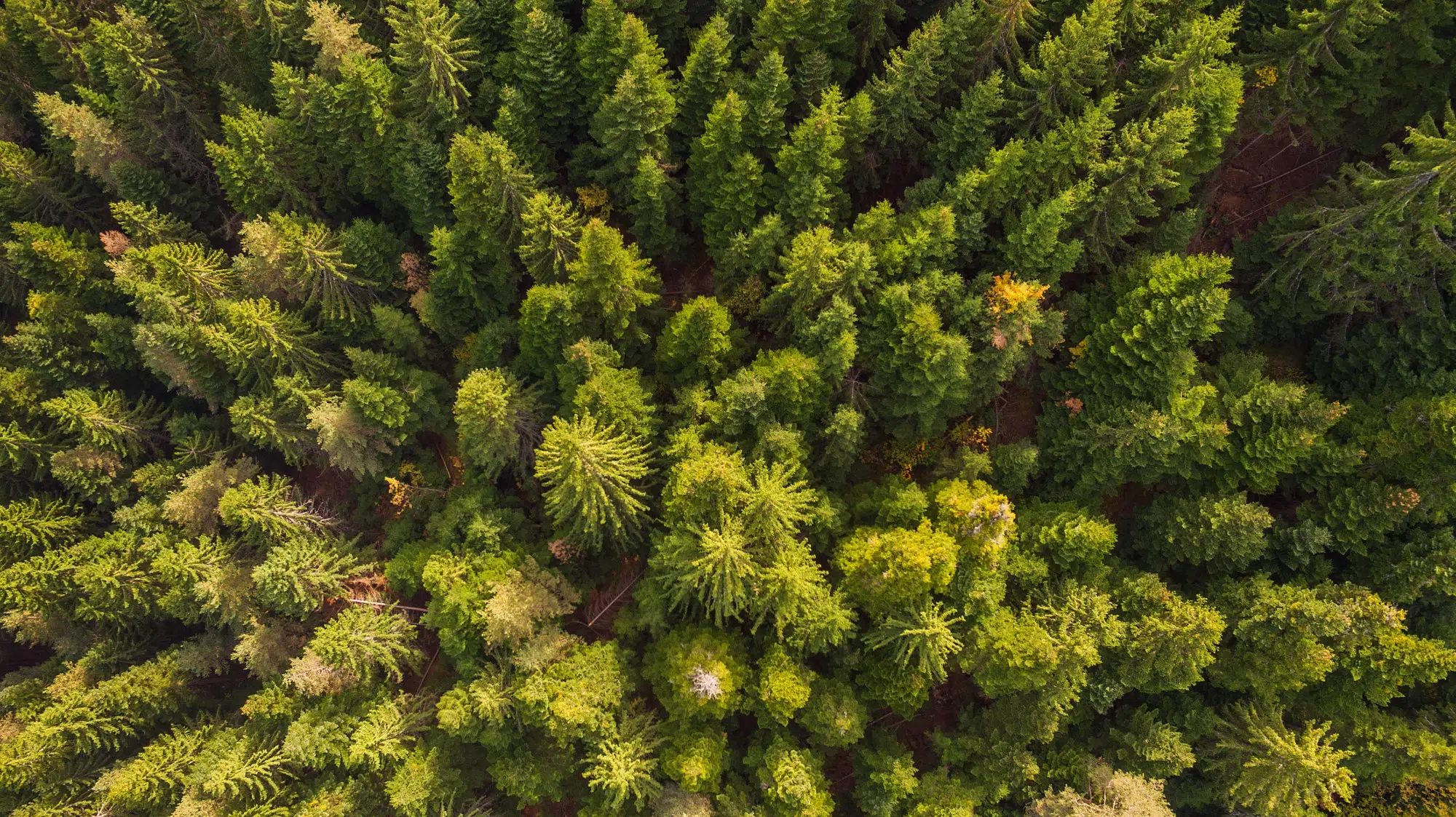 Branching Out into Carbon Reduction