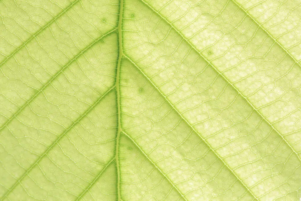  Scarcity in an Age of Disruption: Five Sustainability Themes for Investors to Embrace Featured Image