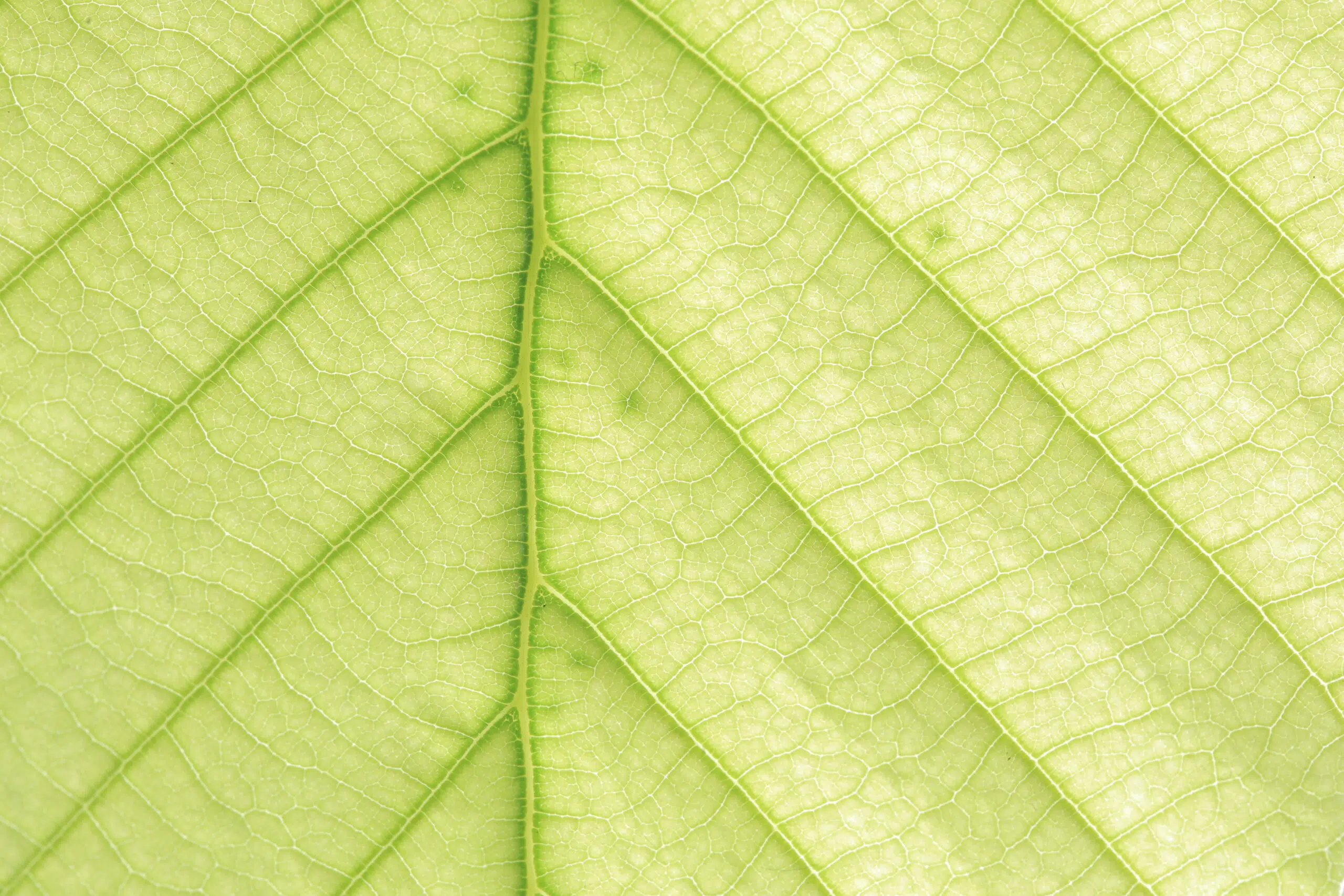 Scarcity in an Age of Disruption: Five Sustainability Themes for Investors to Embrace