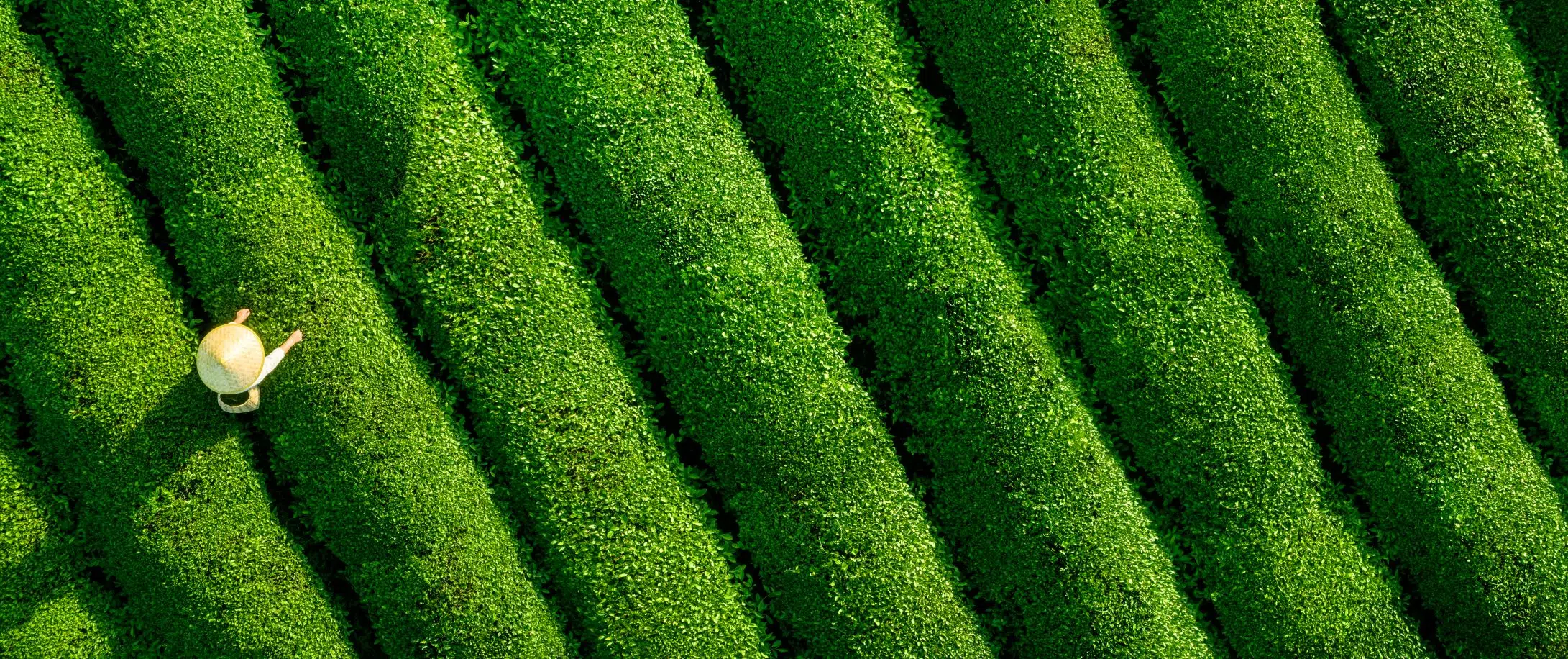 Cambridge Associates Goes Carbon Neutral in Business Operations