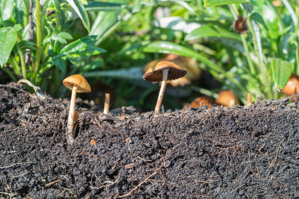 Earth: Mushrooms and the Future of Meat