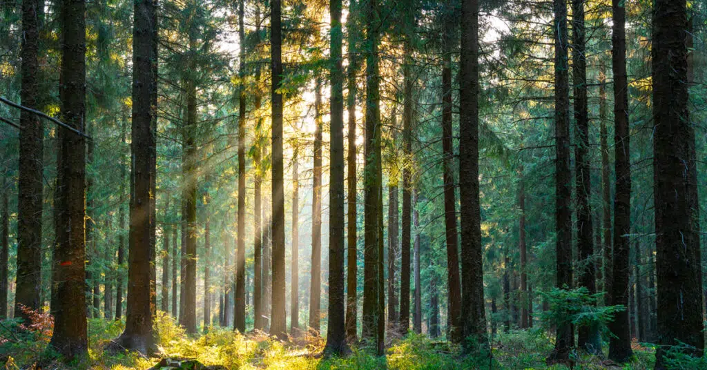  COP30 Asset Owners Summit: Summary & Recommendations Featured Image