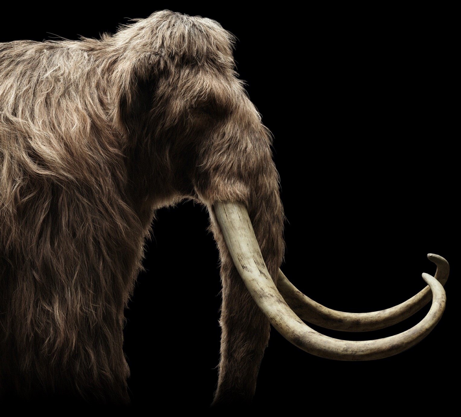 CRISPR, Dodo Birds, Woolly Mammoths, & Gene Editing
