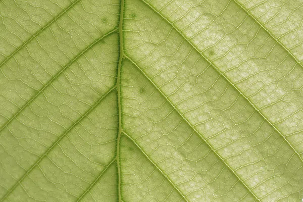 Green leaf closeup